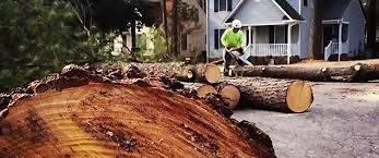 Best Commercial Tree Services  in Moorpark, CA