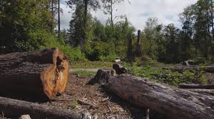 How Our Tree Care Process Works  in  Moorpark, CA