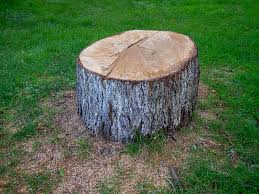 Moorpark, CA Tree Care Company