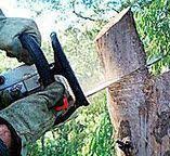 Best Storm Damage Tree Cleanup  in Moorpark, CA