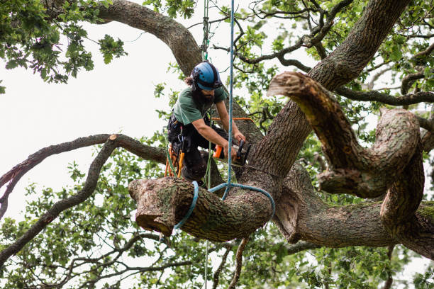 Best Hazardous Tree Removal  in Moorpark, CA