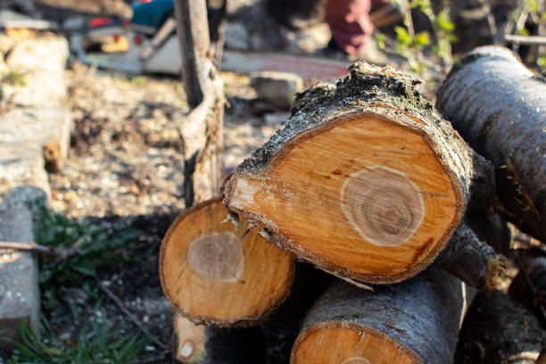 Best Soil Testing and Treatment  in Moorpark, CA