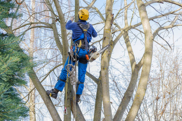 Best Tree Disease Treatment  in Moorpark, CA