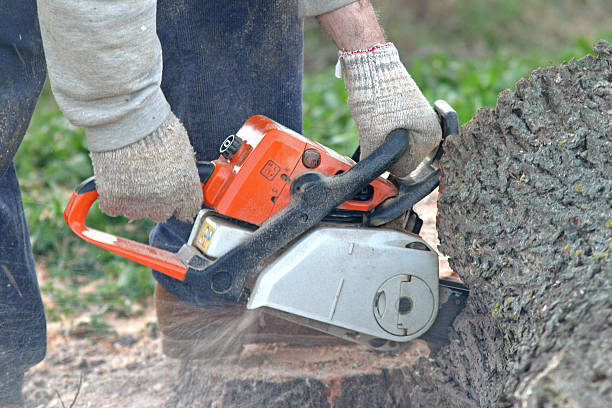 Best Leaf Removal  in Moorpark, CA