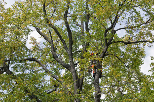 Best Emergency Tree Removal  in Moorpark, CA